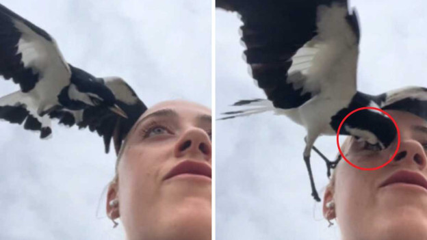 Mujer graba el ataque de un ave a su ojo