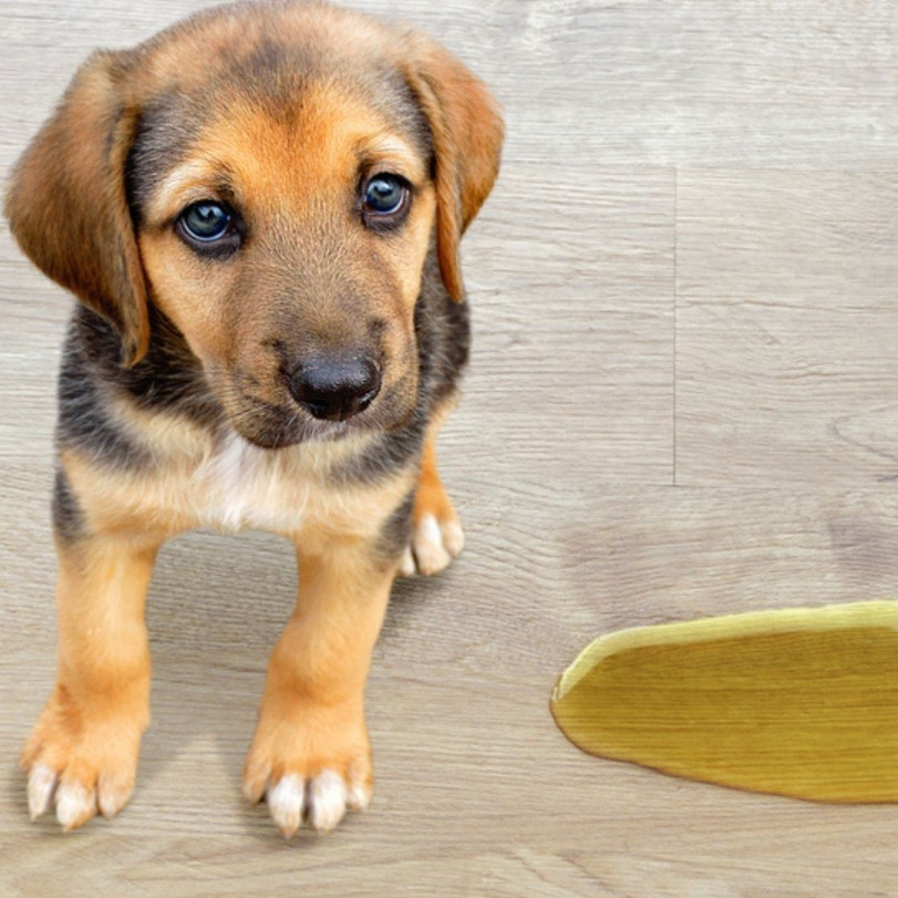 3 errores al limpiar orines de perro que multiplican el mal olor