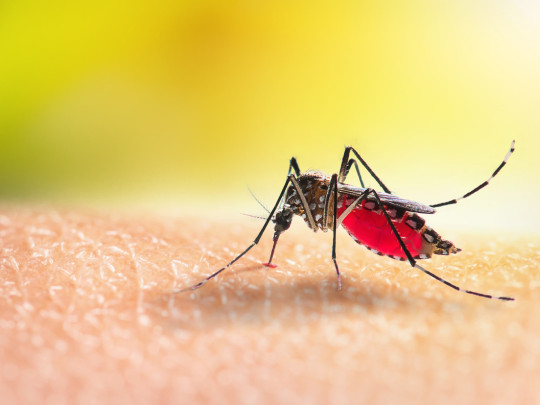 Mosquito sobre piel para hablar sobre la Vacuna contra Chikungunya muestra resultados prometedores