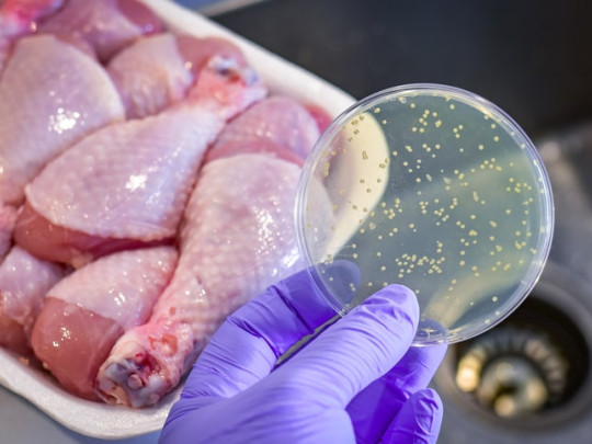 Pollo contaminado bacterias