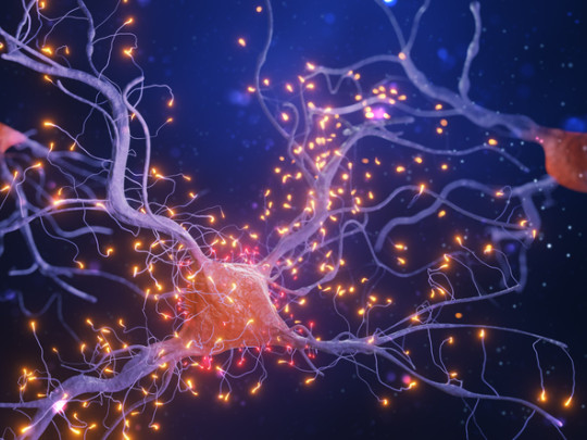 Neuronas del cerebro