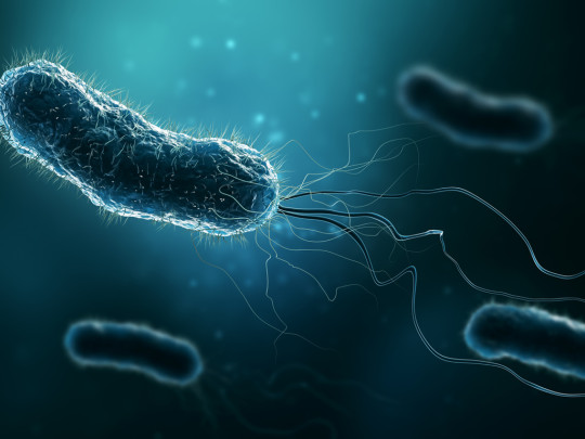 Bacterias Desulfovibrios se relacionan con Parkinson