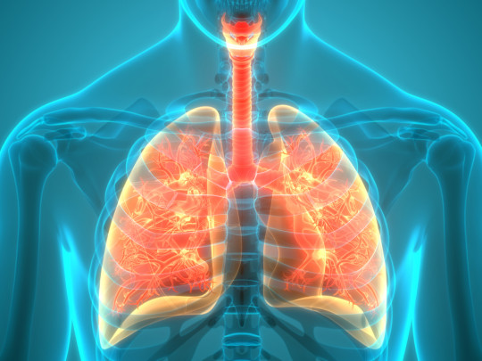 Ilustración de pulmones