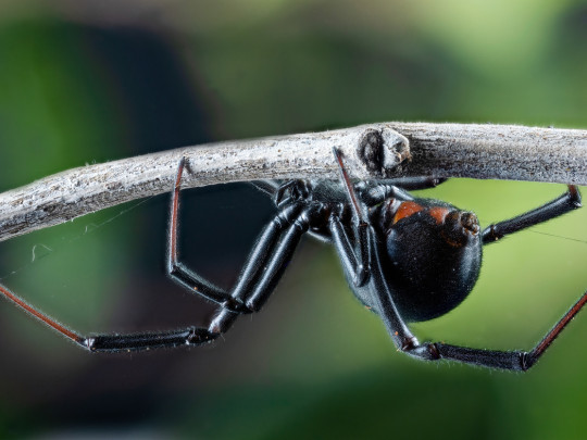 araña viuda negra en plantas
