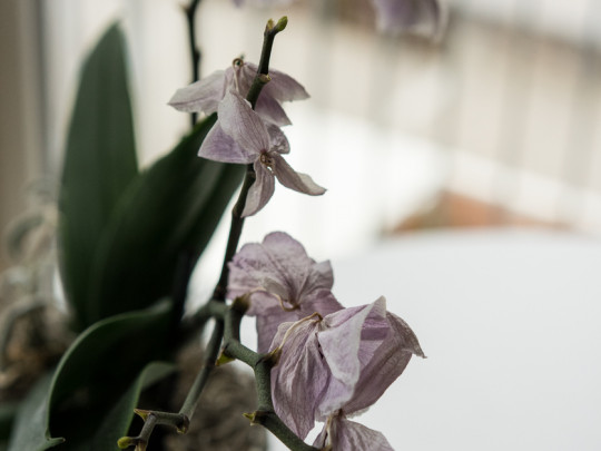Orquídea marchita