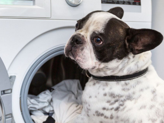 perro buscando en la ropa sucia
