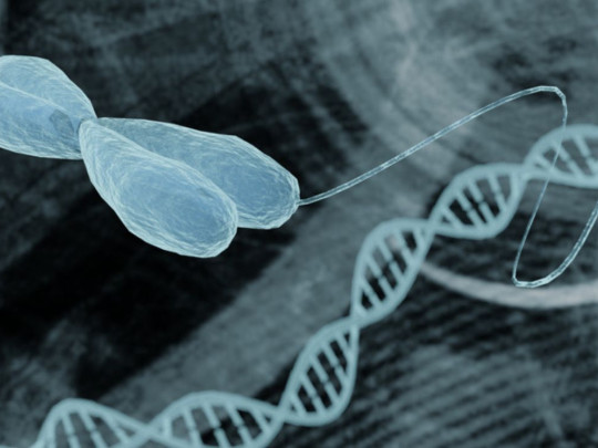 ADN para un estudio de microarreglo genómico