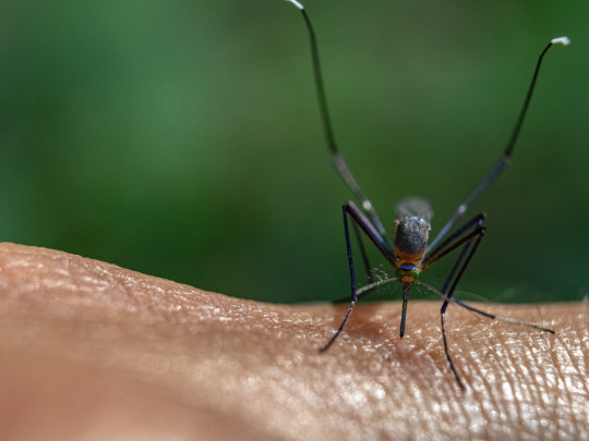Mosquito en brazo de person qué atgrae a los mosquitos