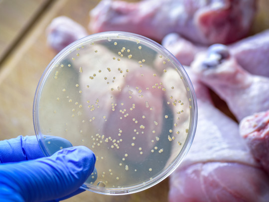 Bacterias en pollo causan gastroenteritis