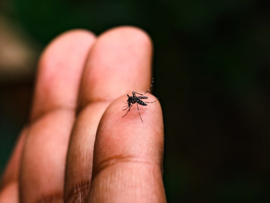 Mosquito en la mano de una persona