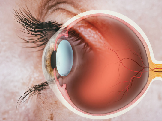 Ilustración de anatomía del ojo