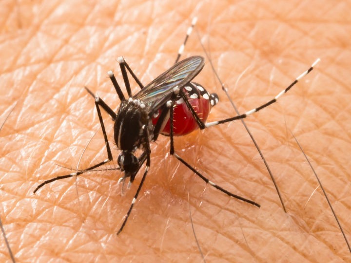 Alerta en Chiapas! Suman mil 700 casos de dengue hemorrágico, ya hay 9  muertos