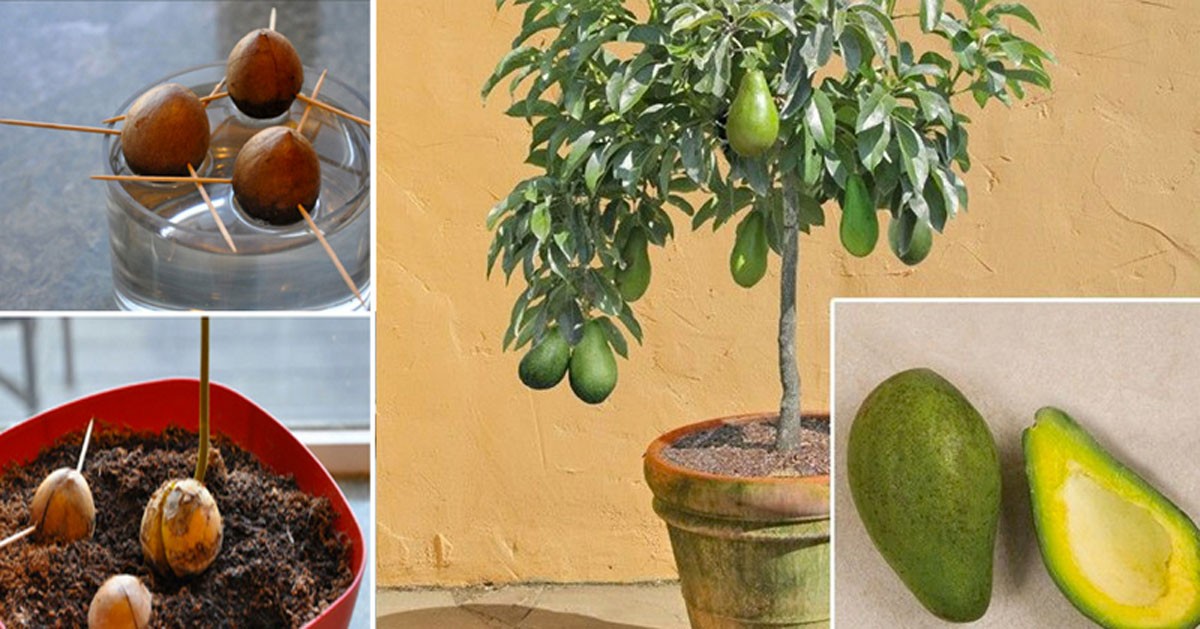 7 consejos para el cultivo del aguacate en maceta y que dé fruto