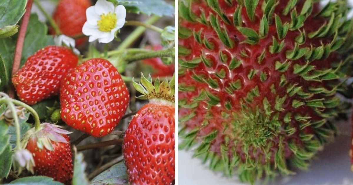 Cómo cultivar fresas: todo lo que debes saber sobre qué es la fresa y su cultivo