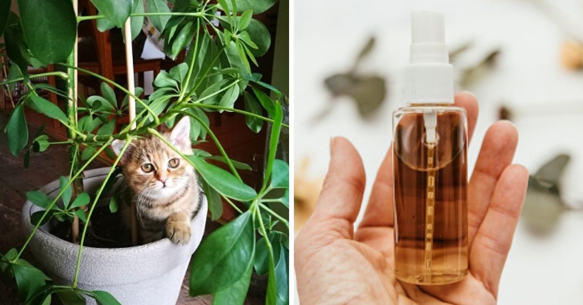 Goneryl Produce Respetuoso del medio ambiente Repelente casero para gatos ¡Ya no se volverá a comer tus plantas ni hacer  pipí en casa!