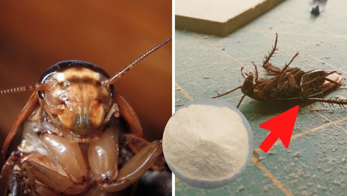 → Cómo ELIMINAR Cucarachas definitivamente