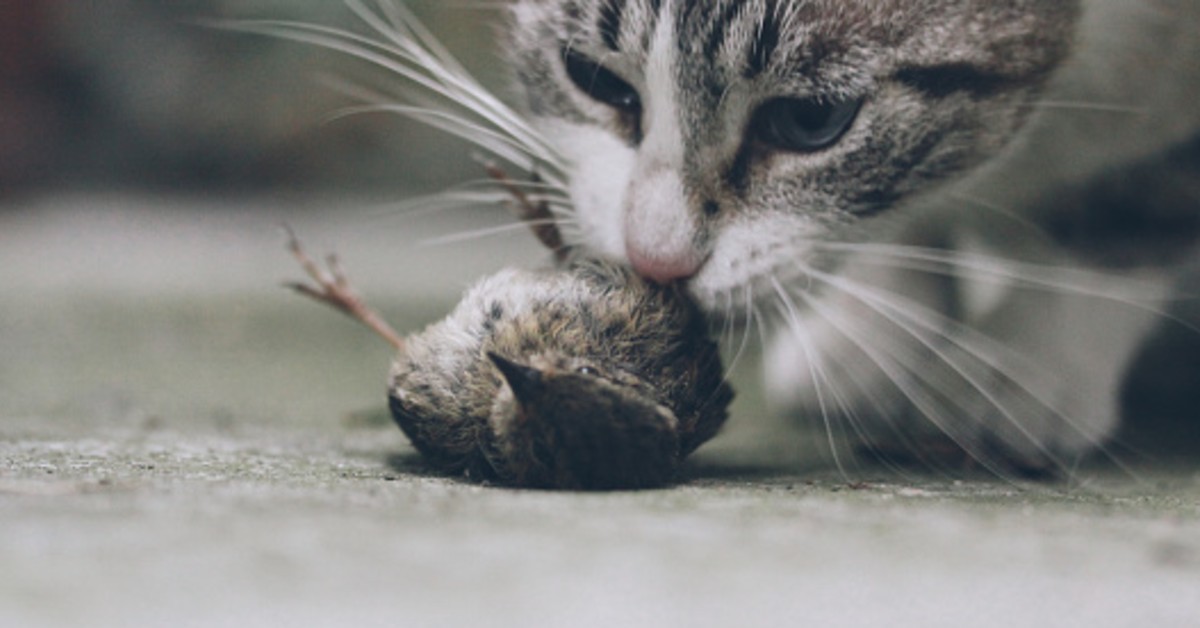¿Por qué los gatos llevan animales muertos a casa?  Por-que-los-gatos-llevan-animales-muertos-a-casa