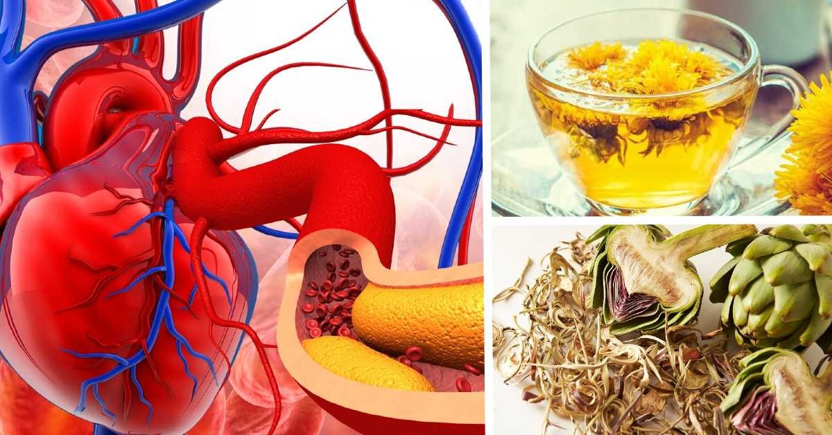 Continuar Crueldad psicología 6 plantas que ayudan a regular tu colesterol y cuidar tu corazón