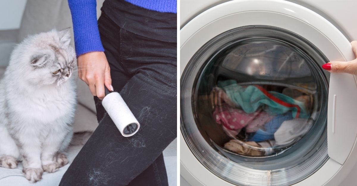 autómata estornudar fotografía Cómo quitar pelos de tu mascota de la lavadora de manera sencilla