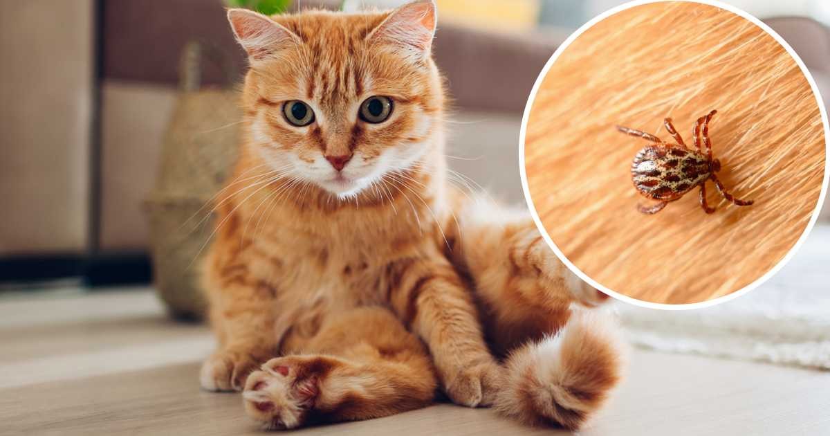 Pulgas, garrapatas y parásitos en gatos: los riesgos tu y familia de no desparasitarlos