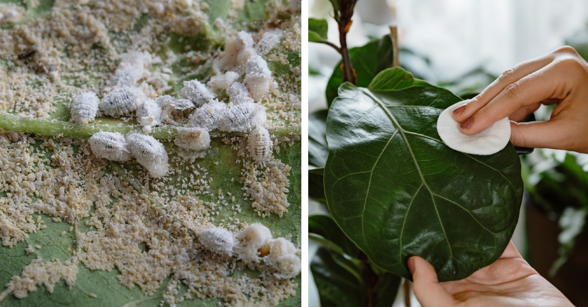 Sympton Brillar apuntalar Elimina la cochinilla algodonosa para que no marchiten tus plantas: 4  remedios caseros