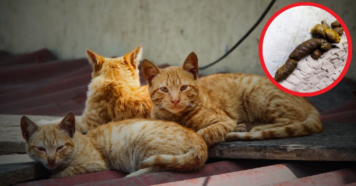Cómo ahuyentar a los gatos de la azotea para que no tu techo de baño: 4 infalibles