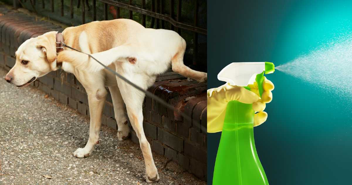 eliminar el olor de orina de perro en la calle: spray poderoso y sin cloro