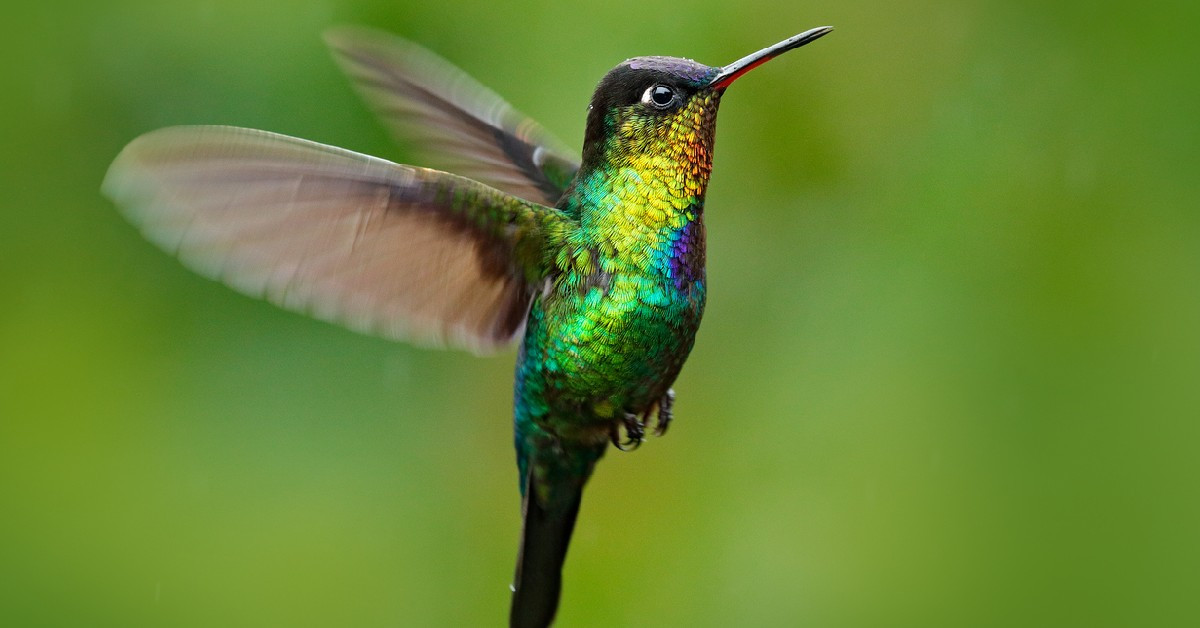 Cuál es el significado de ver un colibrí en el jardín o la ventana, ¿qué  los atrae a casa?