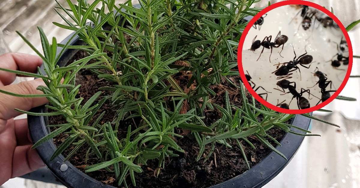 Planta de romero contra hormigas