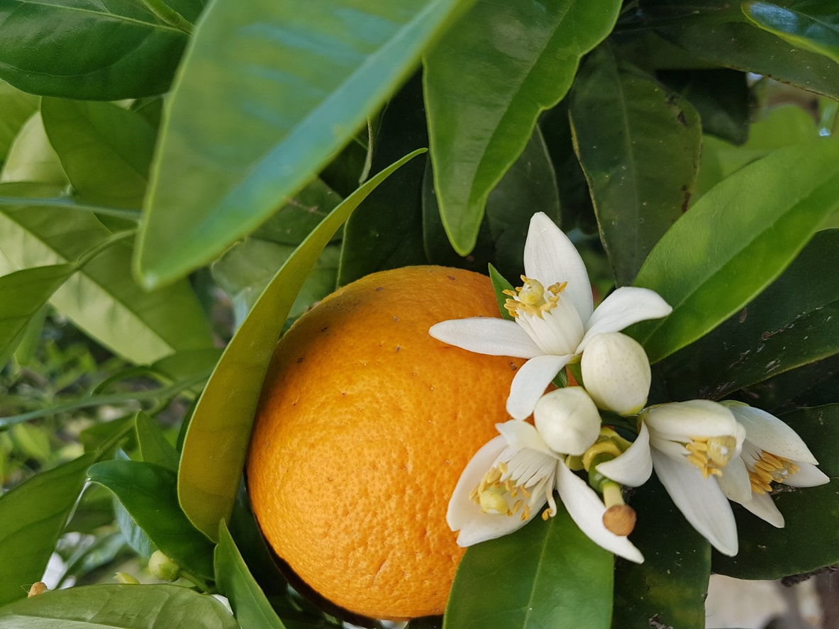 Flor de azahar proveniente del árbol de naranjo para preparar té de azahar