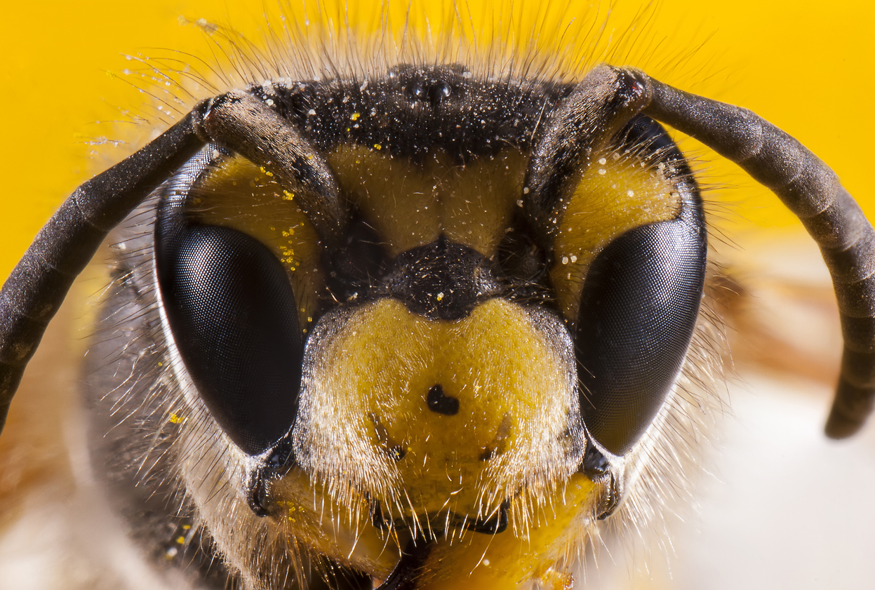 Veneno de abeja podría destruir células de cáncer de mama estudio